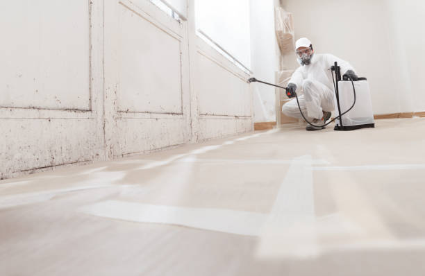 Black mold remediation team in Rocky Hill